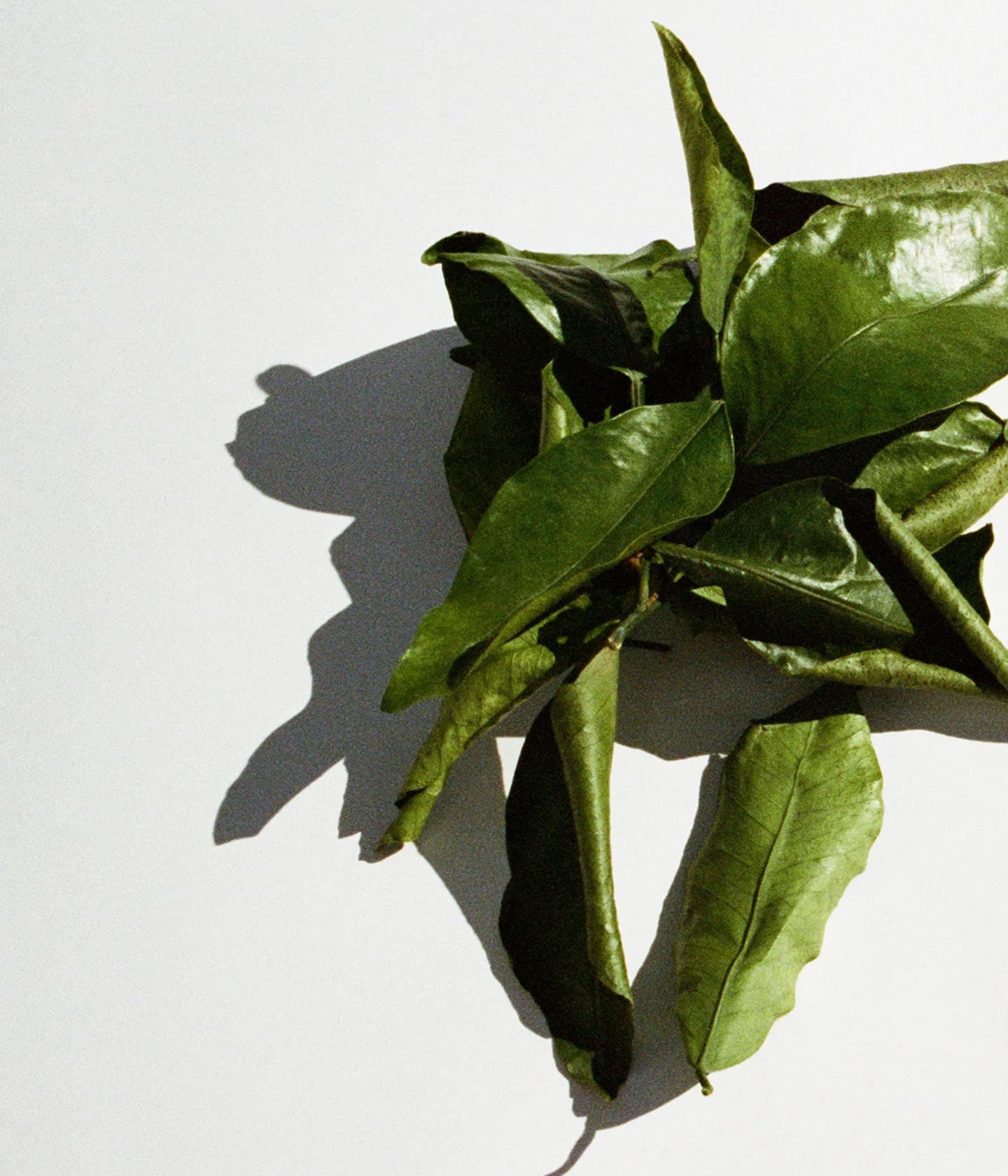 Serie: L:A Bruket > Grapefruit Leaf