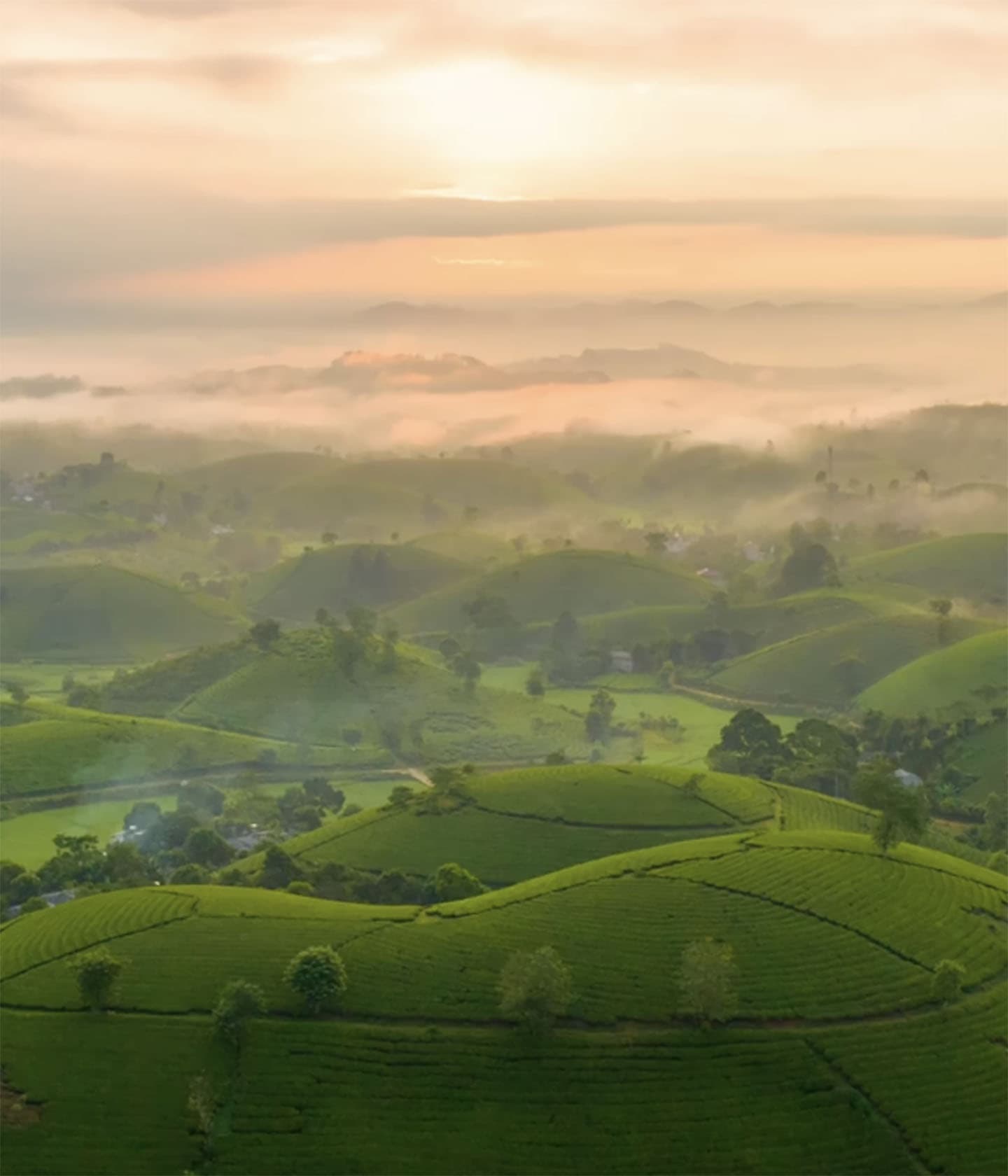 d'Annam Enchanting Vietnam, Teeplantagen auf Hügeln im Morgennebel