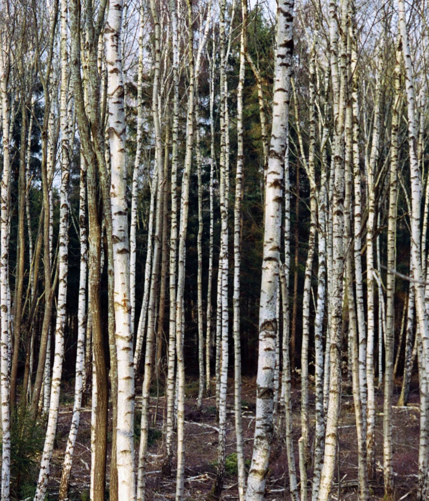 L:A Bruket Birch, Birkenhain mit weißen Stämmen