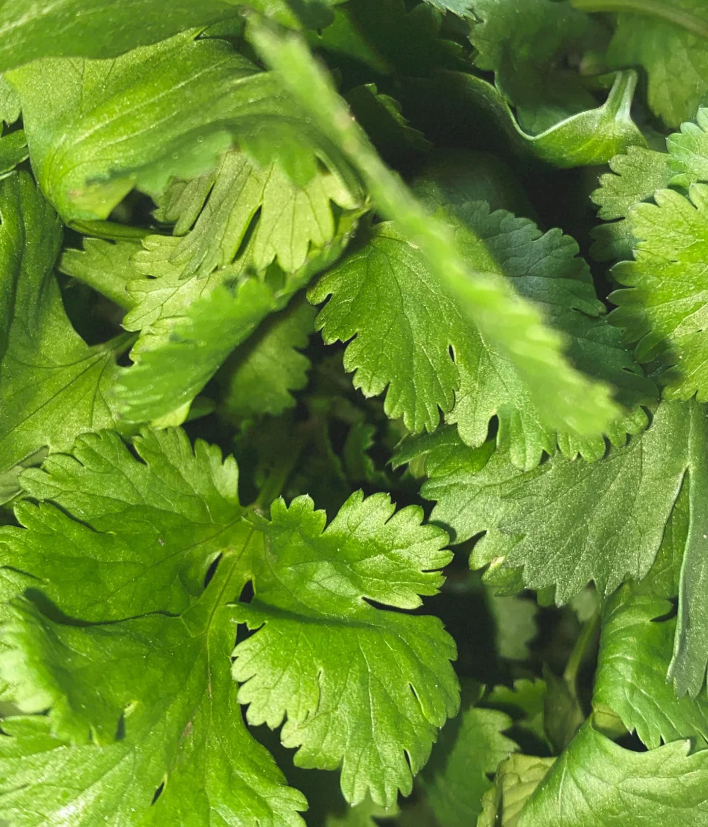 089 Deodorant Spray Coriander/Vetiver