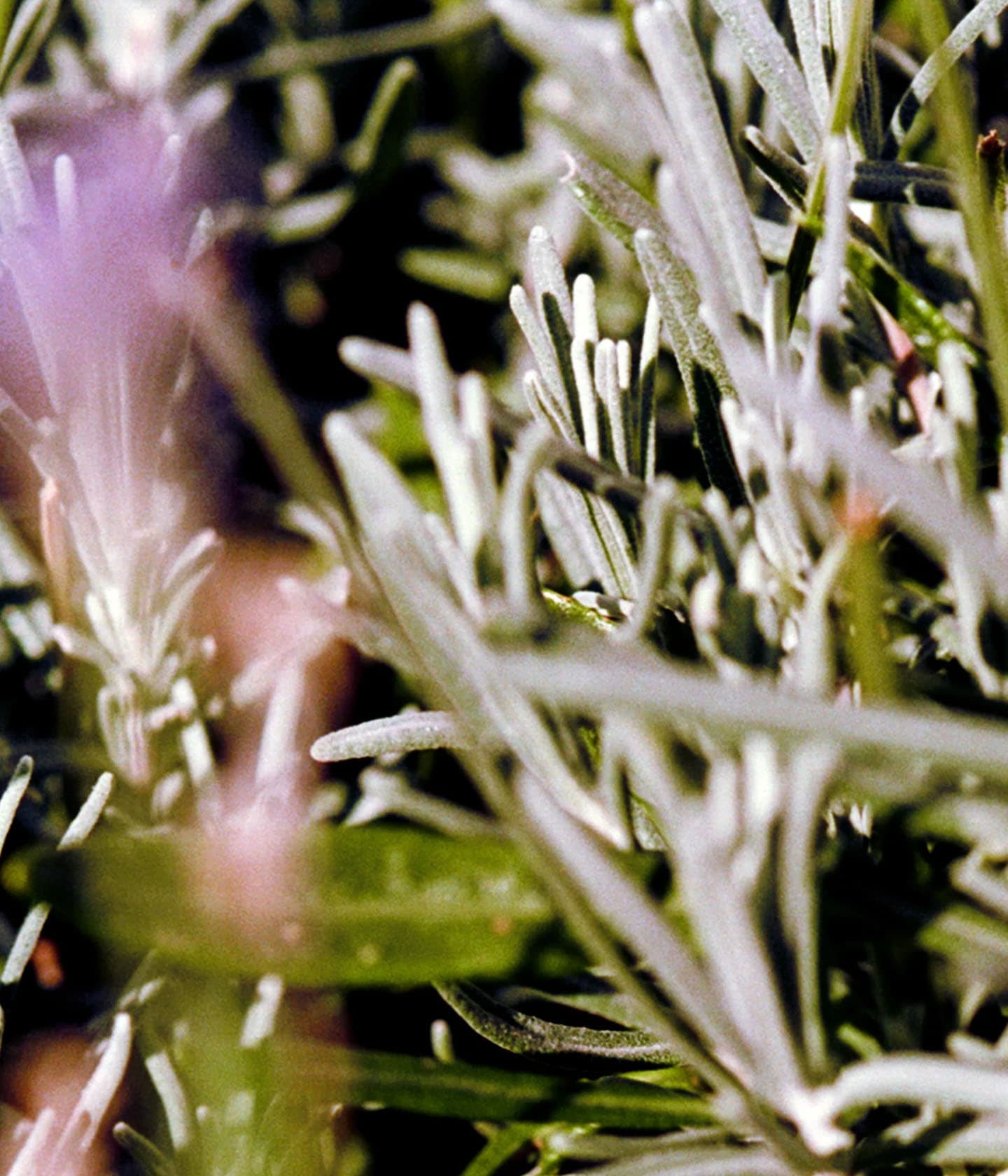 094 Hand & Body Wash Sage/Rosemary/Lavender