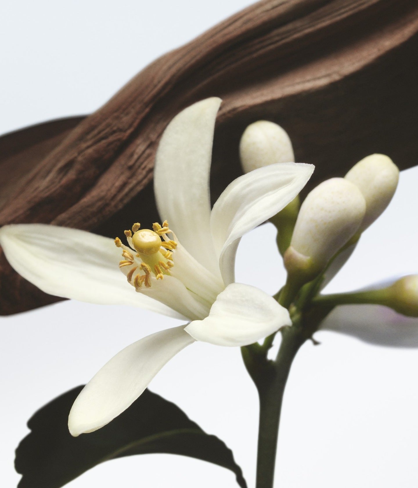 Eau de Parfum Jardin de L'Orangerie