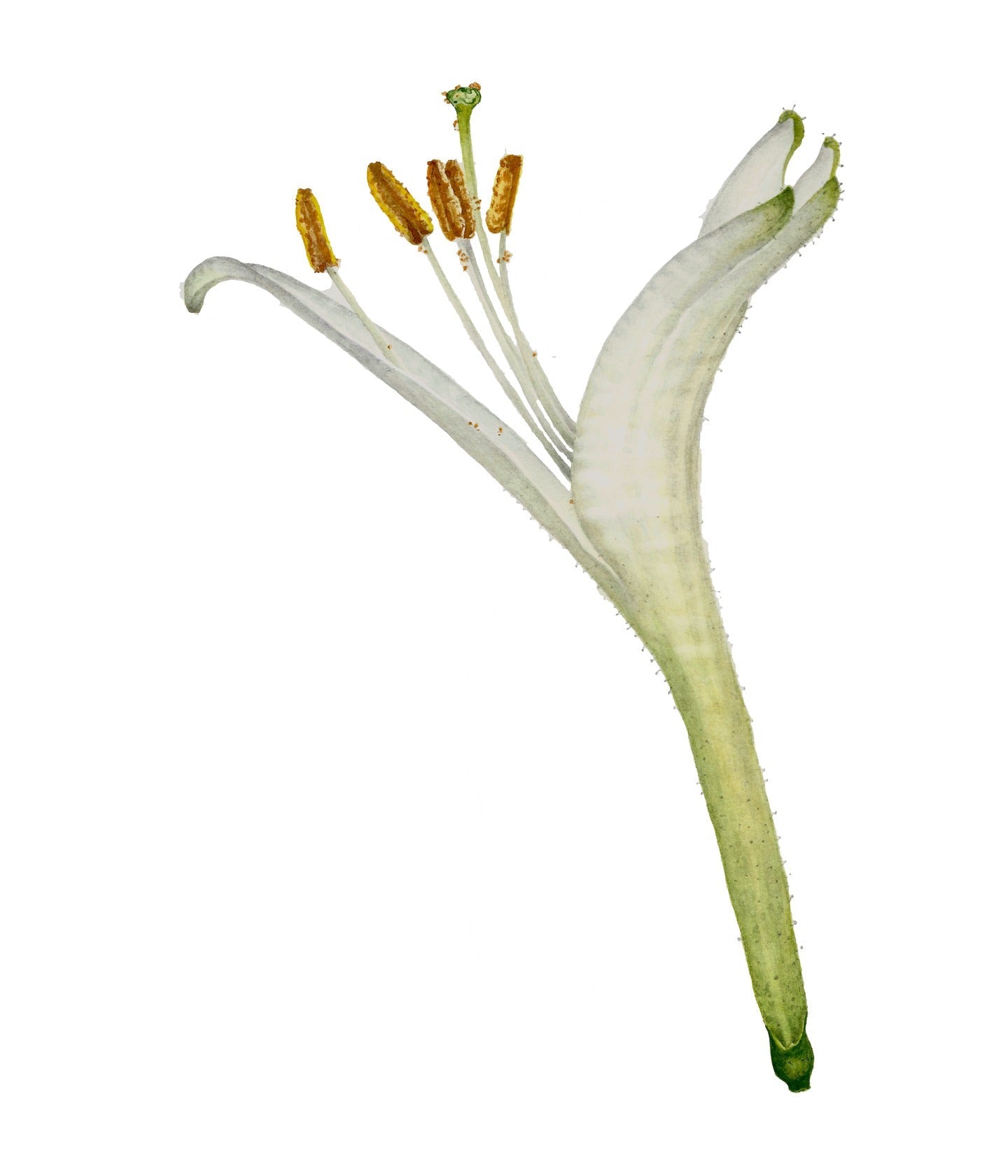 Eau de Toilette Japanese Honeysuckle