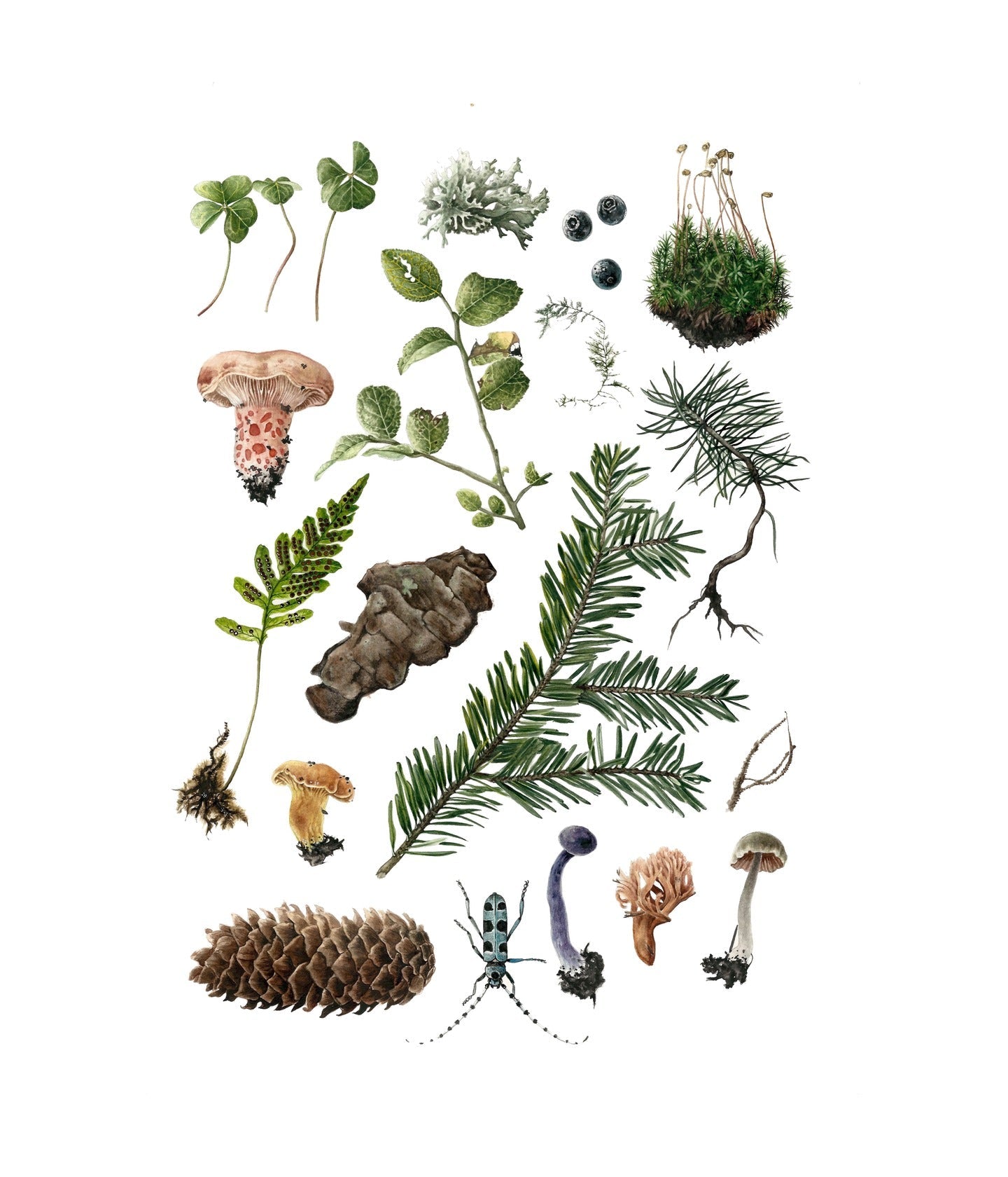 Eau de Toilette Silver Fir Woods
