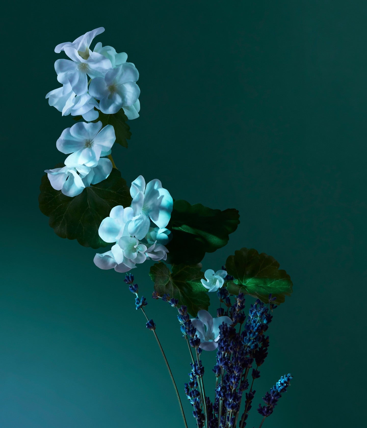 Eau de Parfum A Balm of Calm