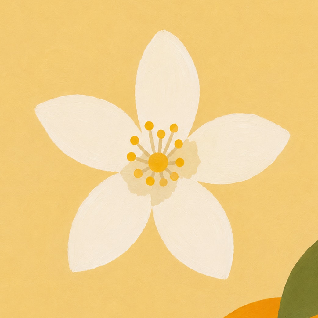 Orangenblüte