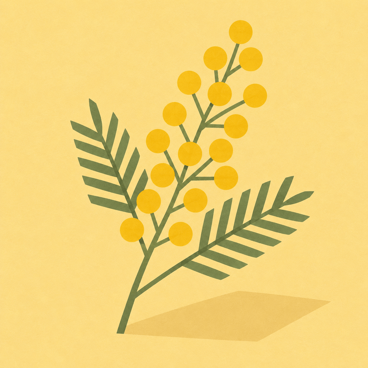 Mimose