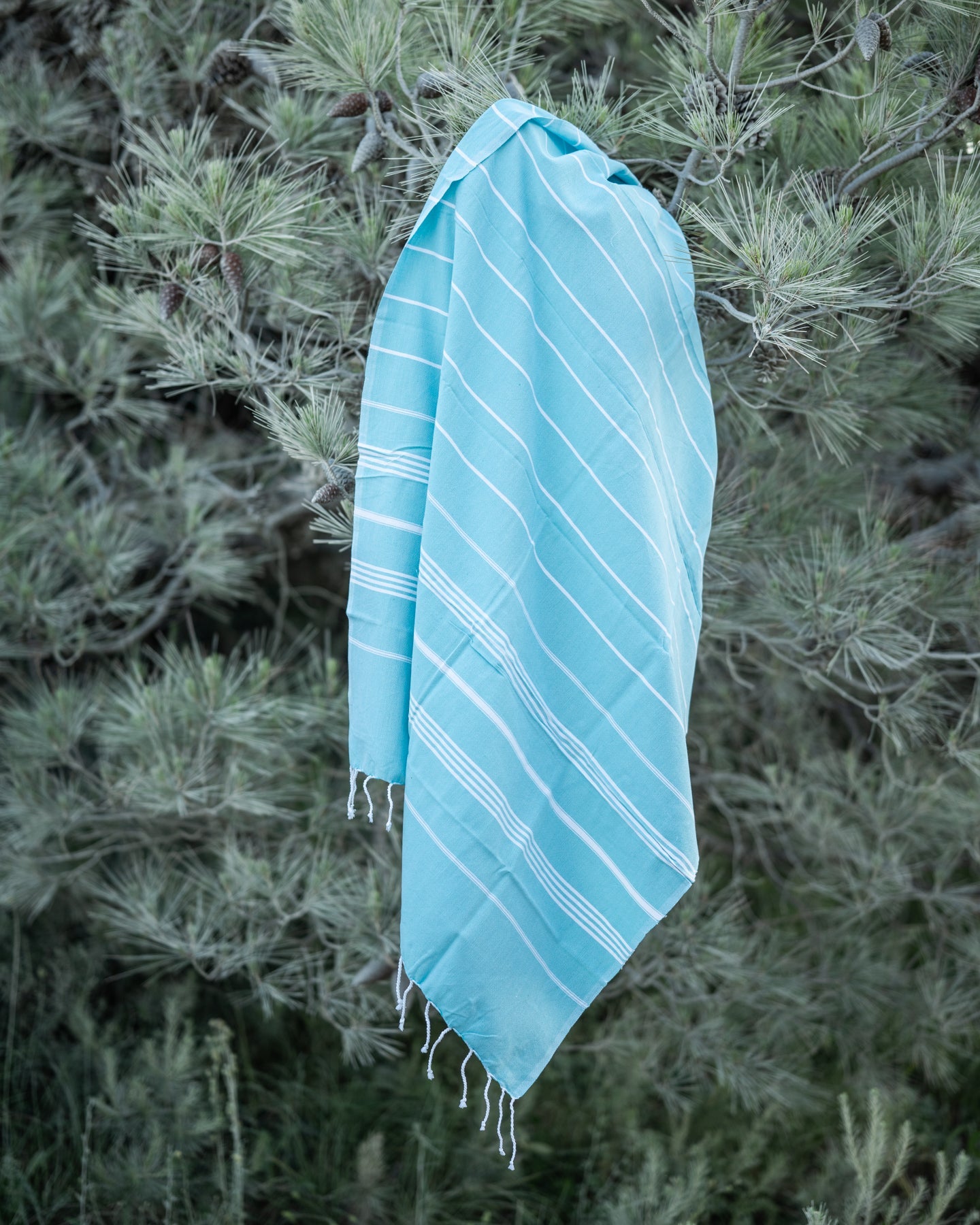 Brand: Ottomania