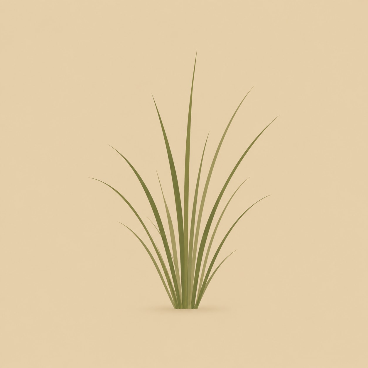 Vetiver