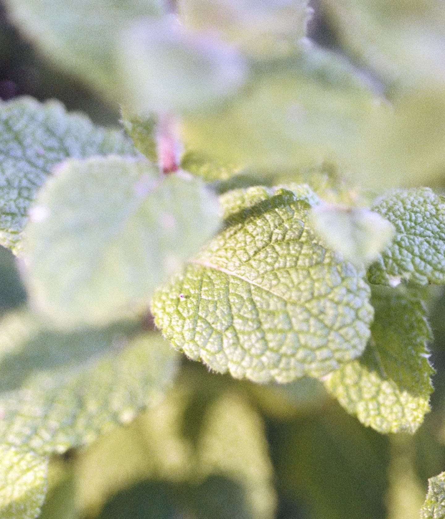 197 Foot Cream Peppermint/Patchouli