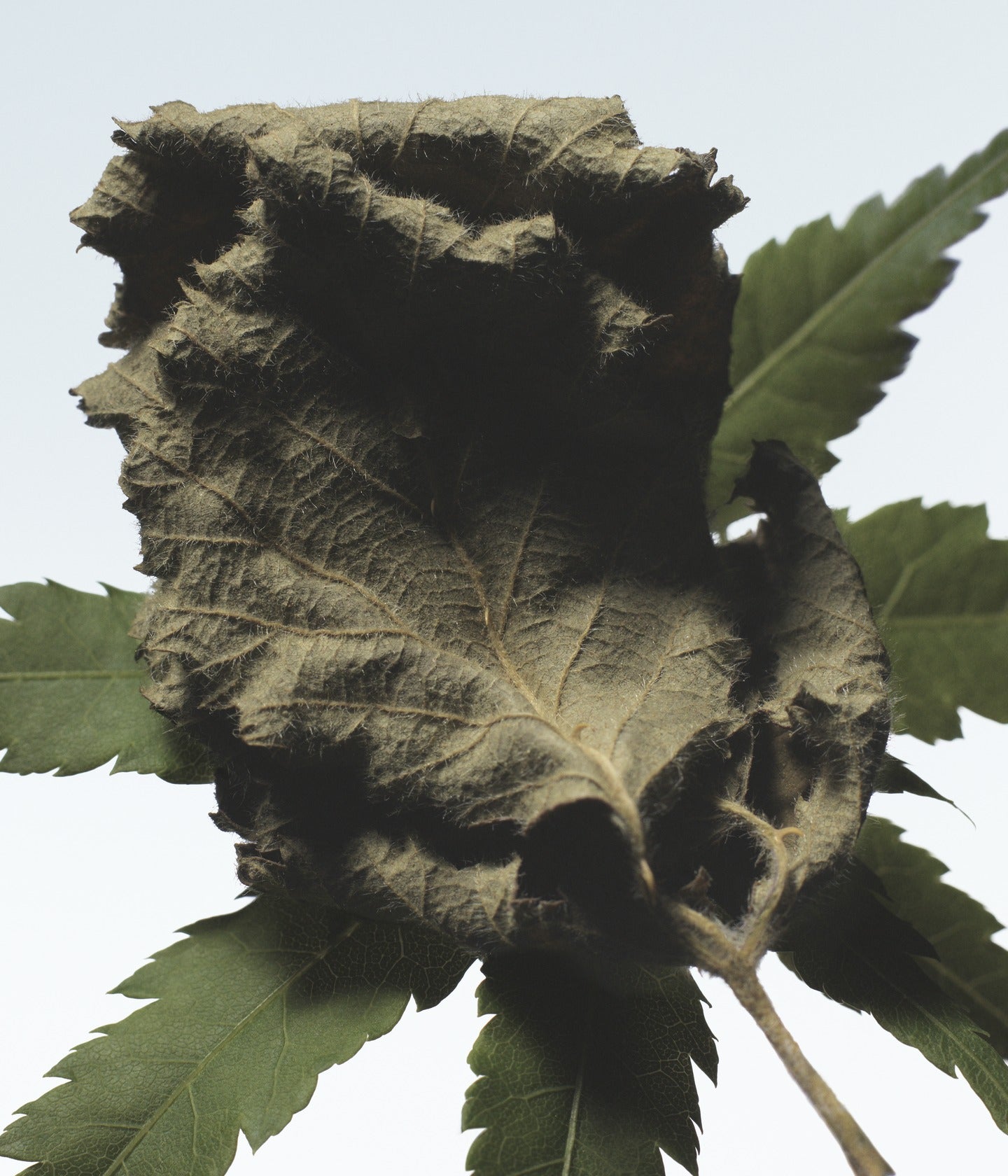 Eau de Parfum Cannabis Patchouli