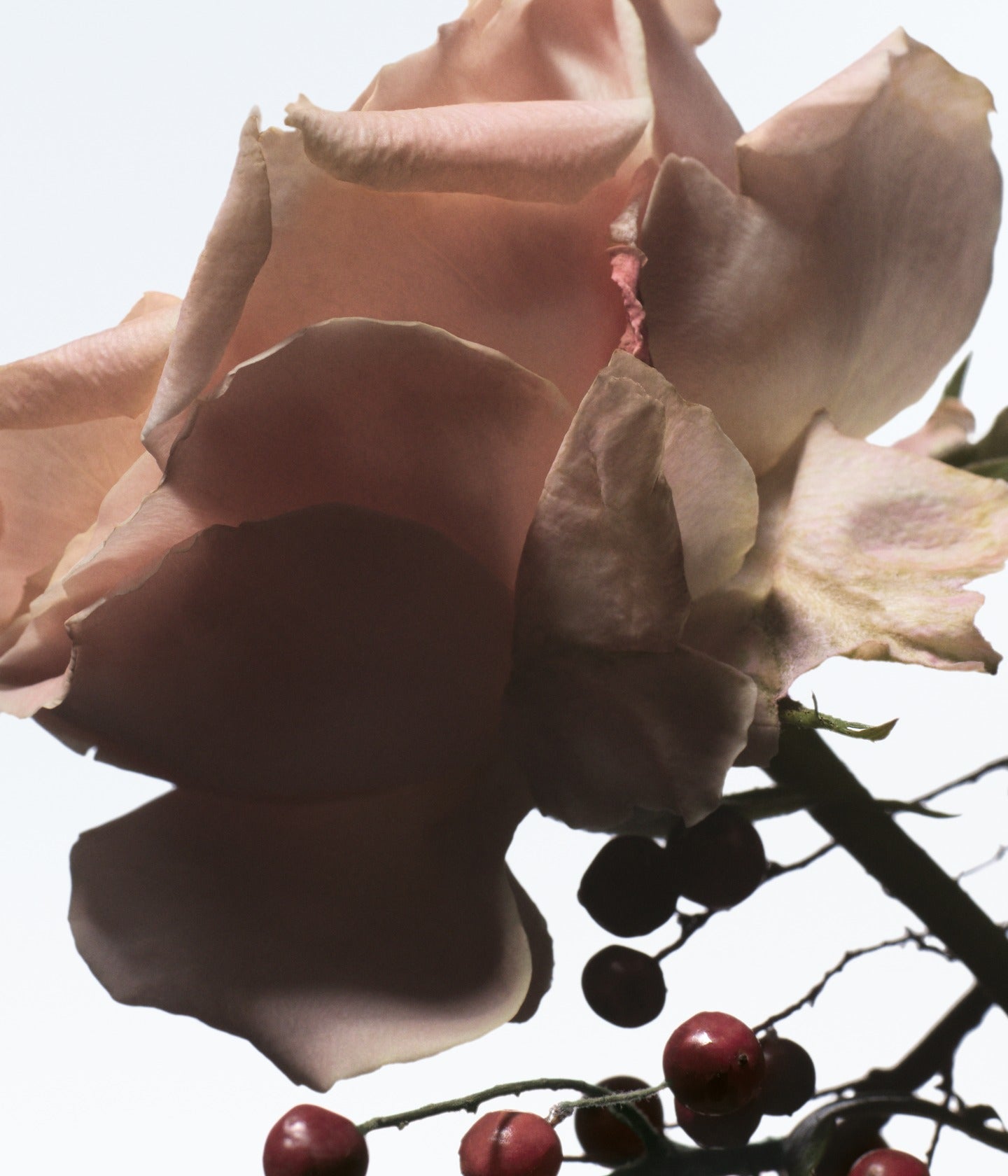 Eau de Parfum Raving Rose
