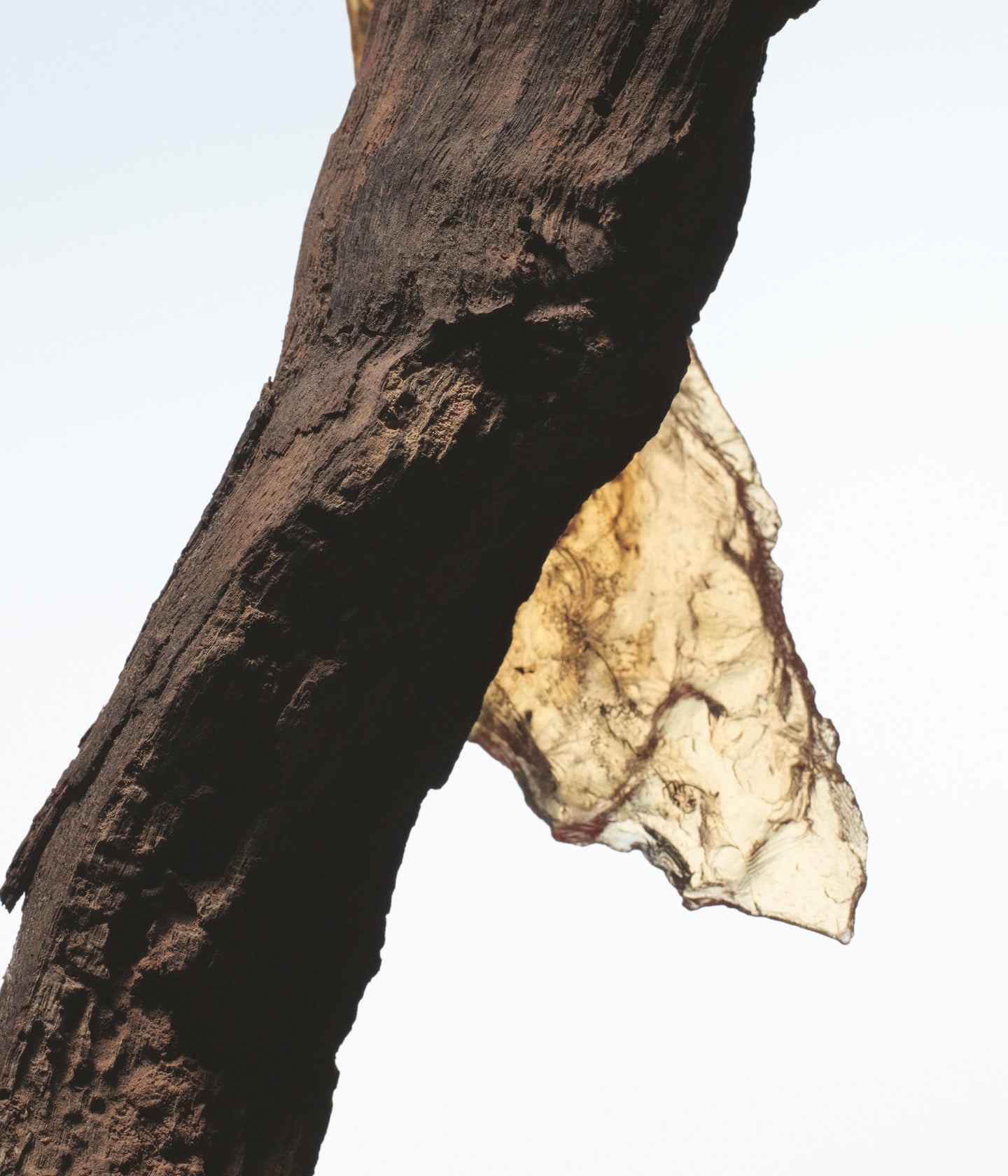 Eau de Parfum Rock The Myrrh