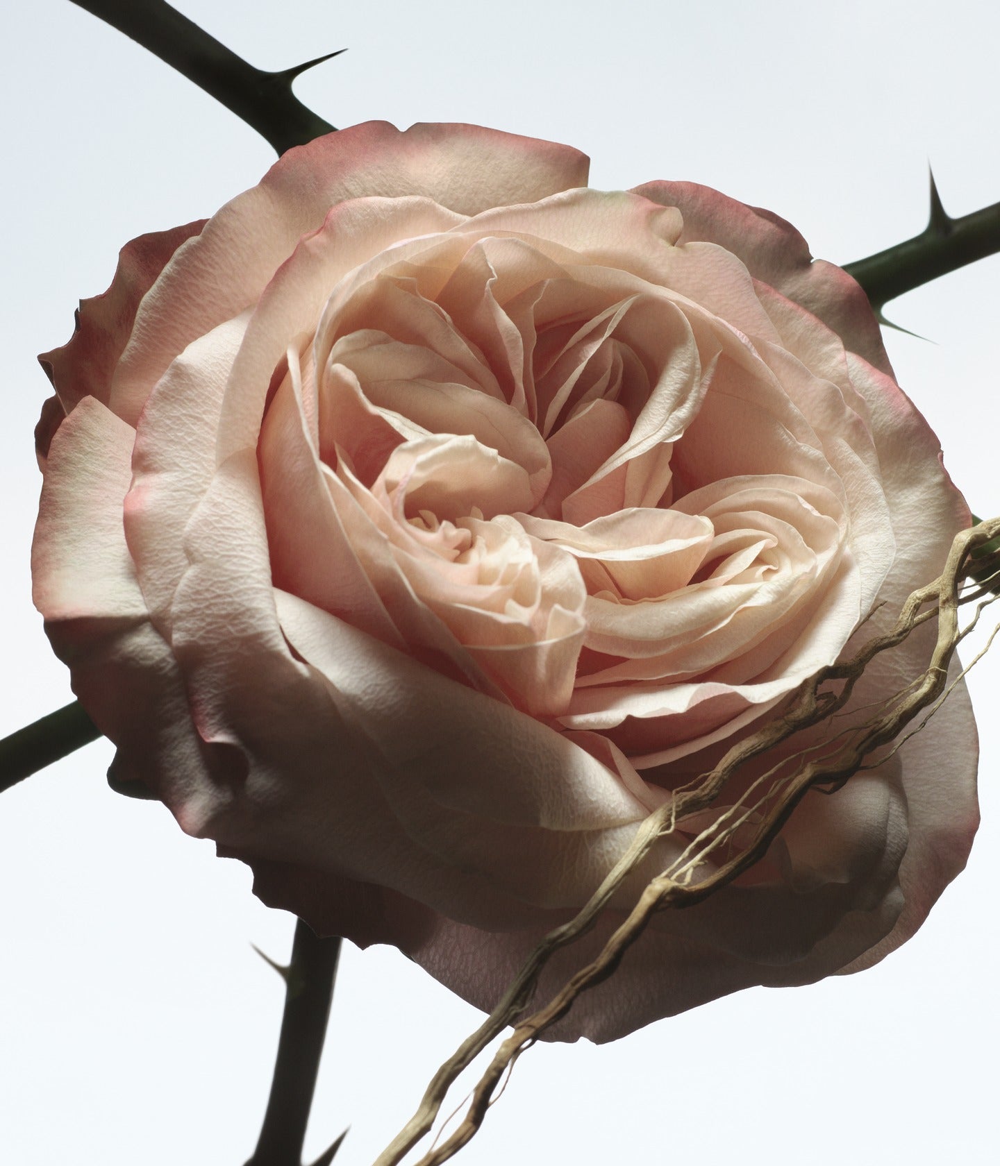 Eau de Parfum Rosa Carnívora
