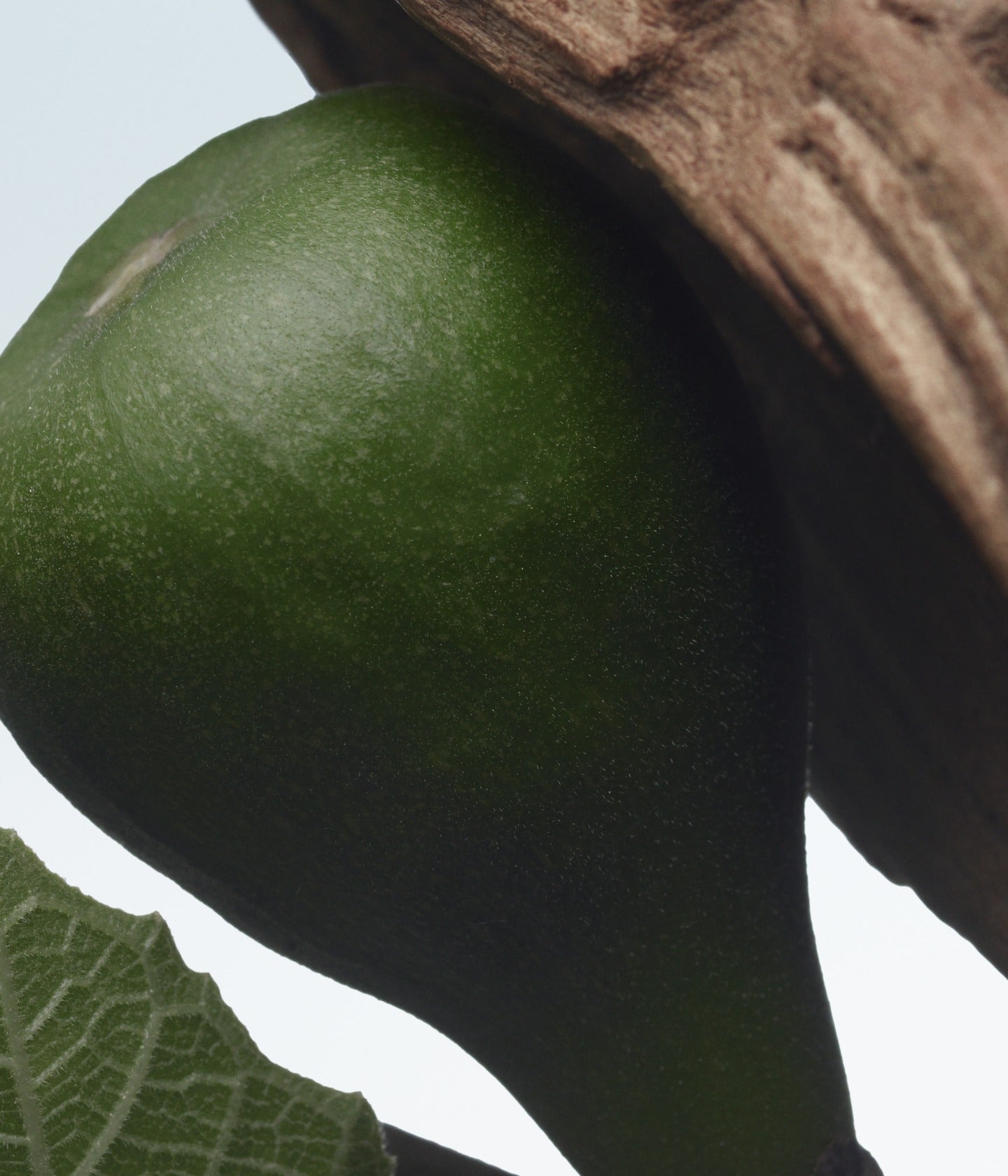 Eau de Parfum Santal Greenery