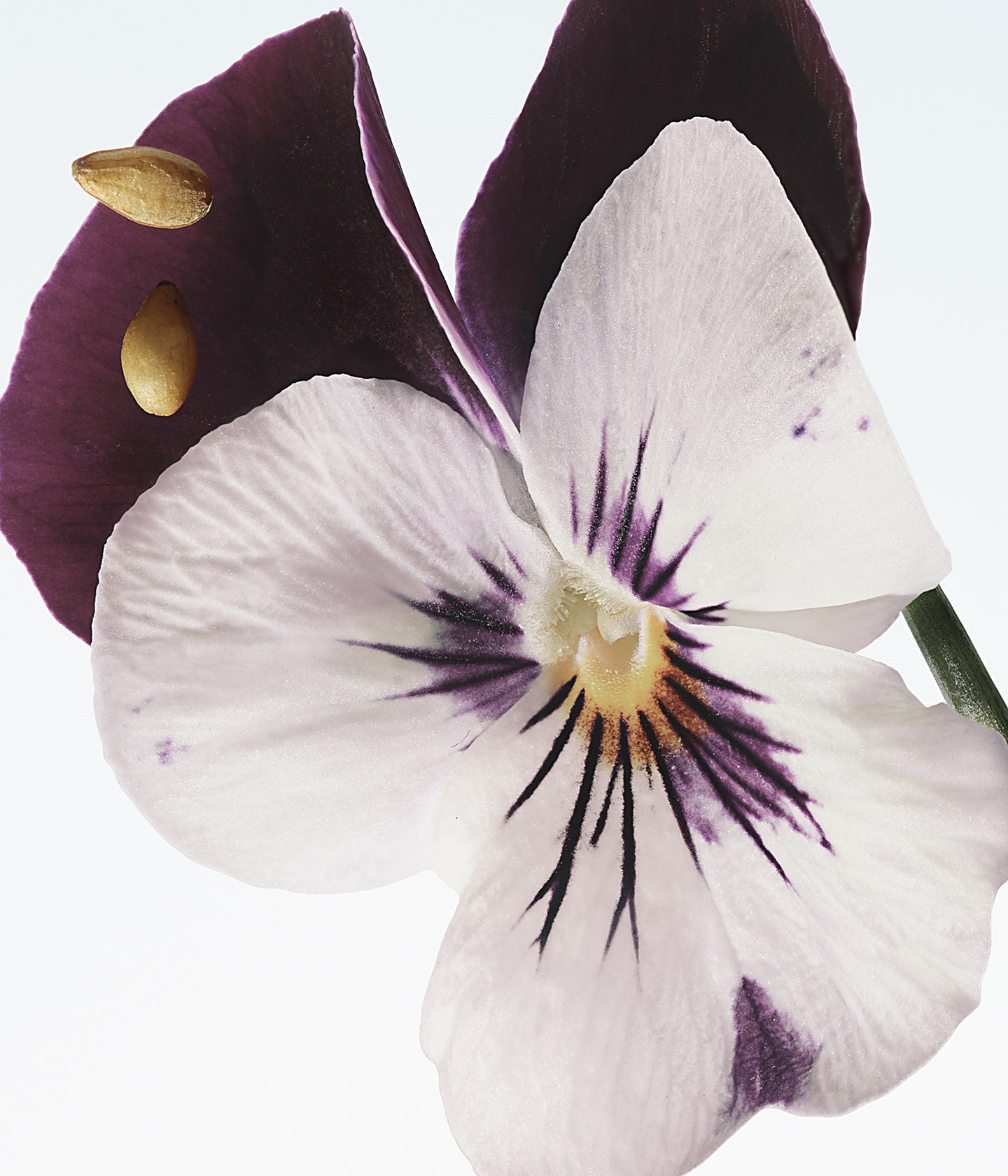 Eau de Parfum Velvet Violet – Dries Van Noten