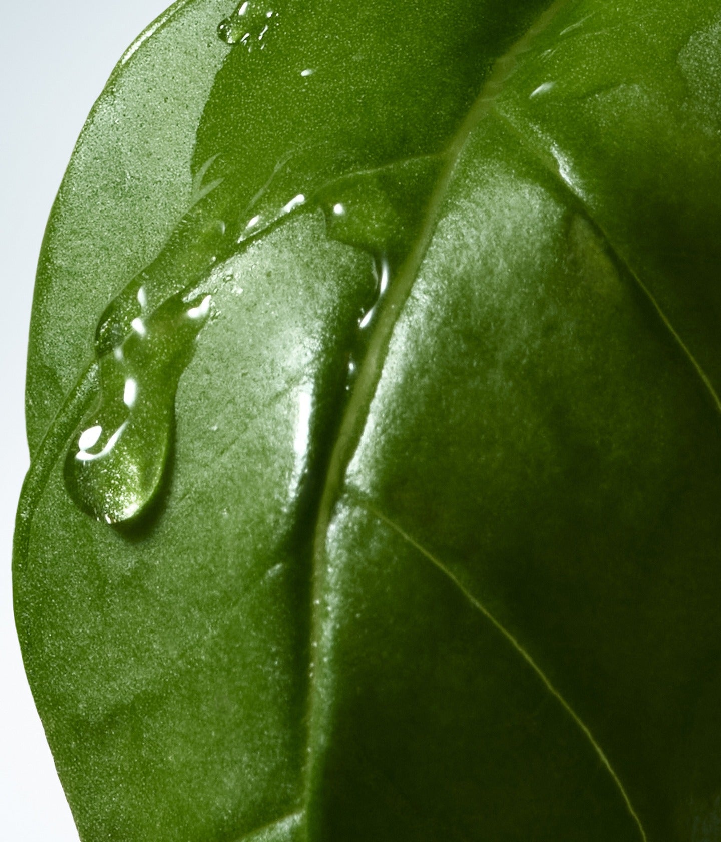 Handcreme Basil & Hinoki