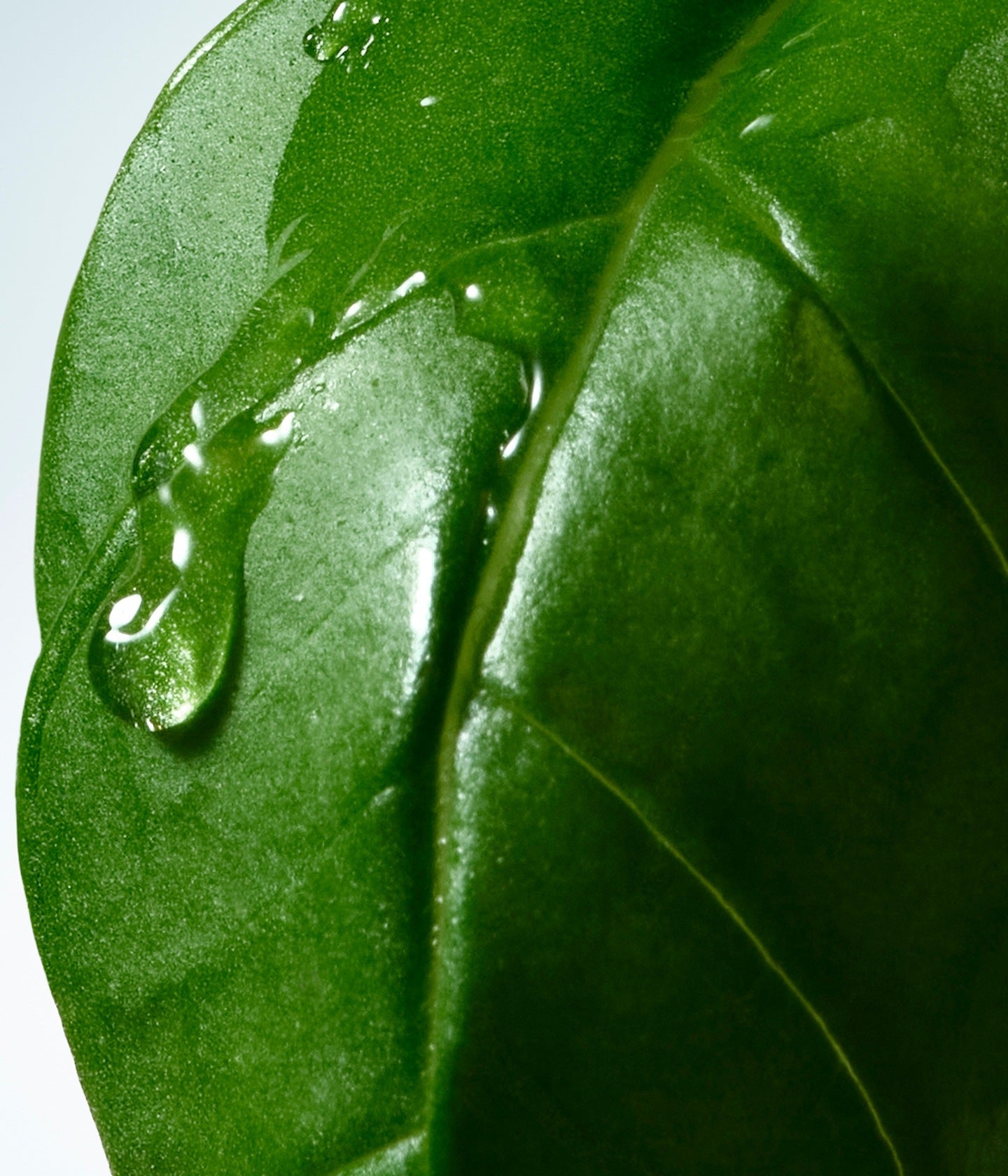 Handcreme Basil & Hinoki