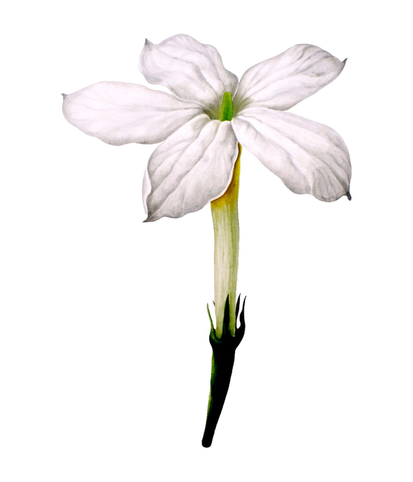 Eau de Toilette Poet's Jasmin