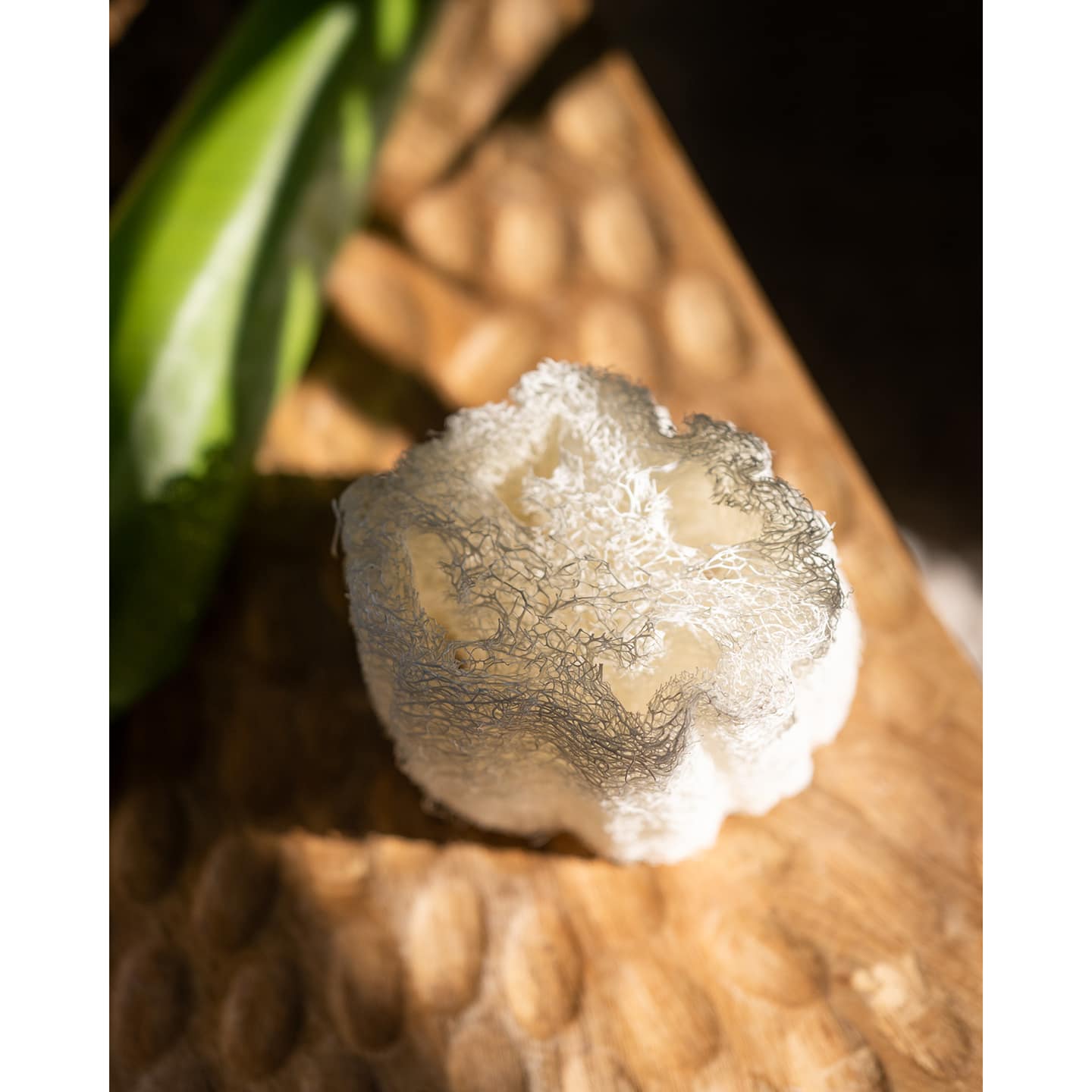 Luffa Natural Sponge